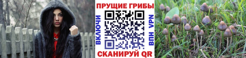 Купить закладки  Калач  Псилоцибиновые грибы Psilocybine cubensis 